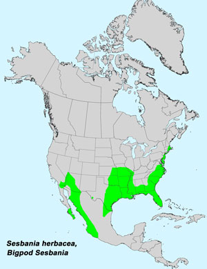 North America species range map for Bigpod Sesbania, Sesbania herbacea: